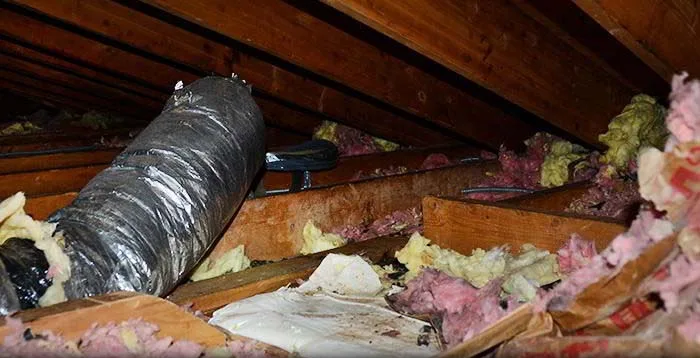 Contaminated attic