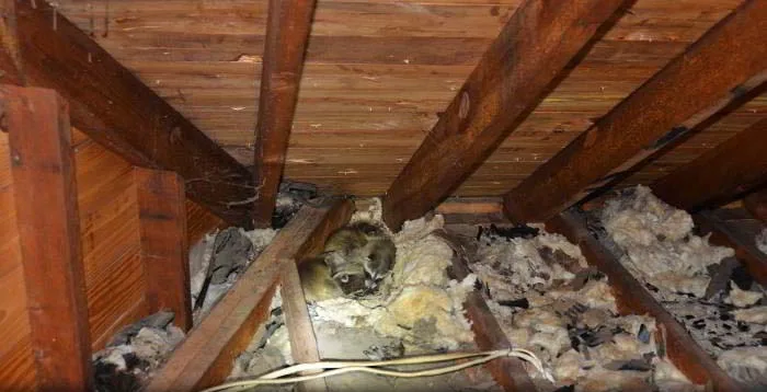 Raccoon kits in attic