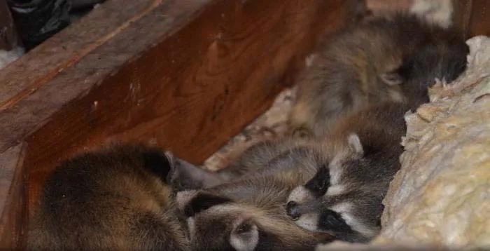 Baby raccoon hand removal