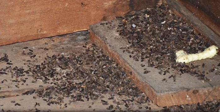 Bat droppings