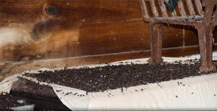 Guano on insulation
