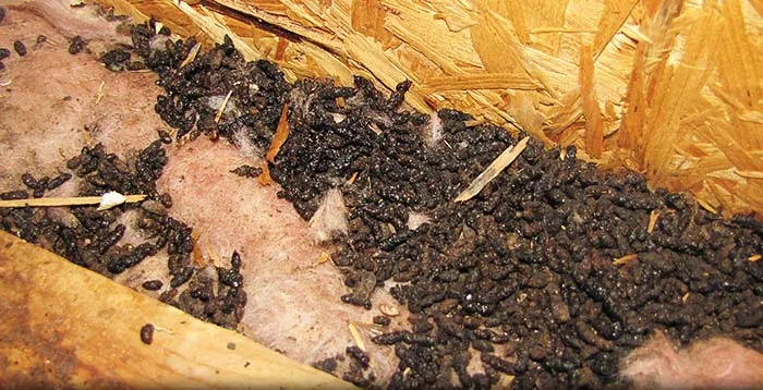Attic decontamination