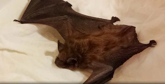 Bat captured in living space