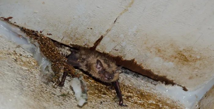Bat in soffit