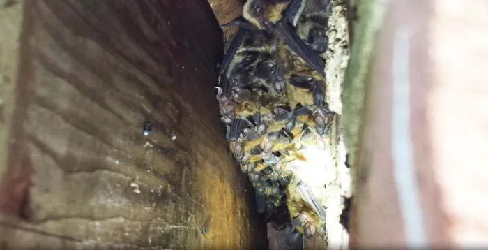 Rotted roof return with bat staining