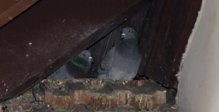 Bird nests behind shutters before