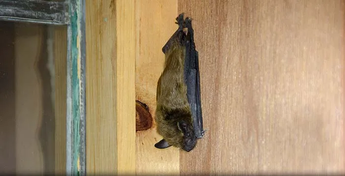Emergency bat capture