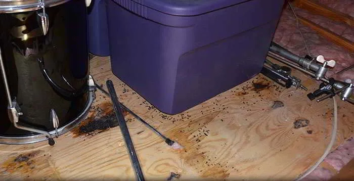 Flying squirrel droppings