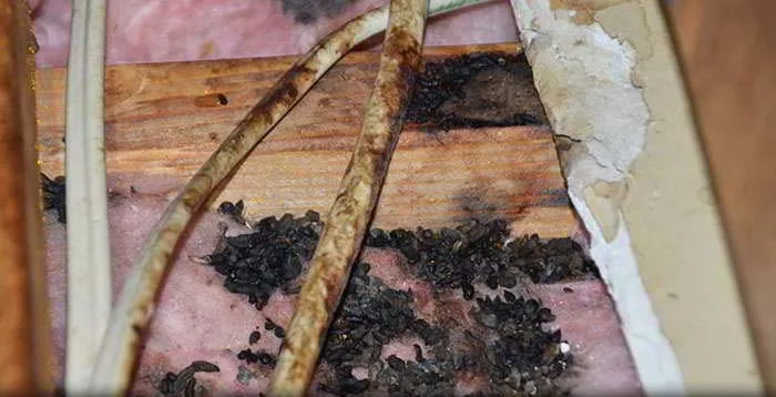 Flying squirrel contamination