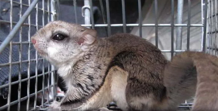 Flying squirrel trap capture