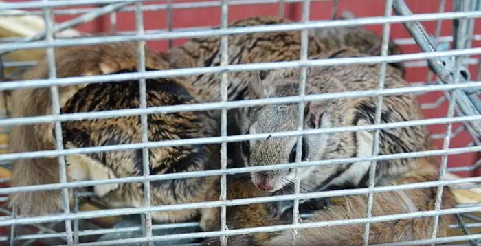 Flying squirrel trapping and removal