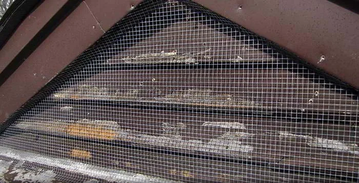 Squirrel-proofing a louver vent