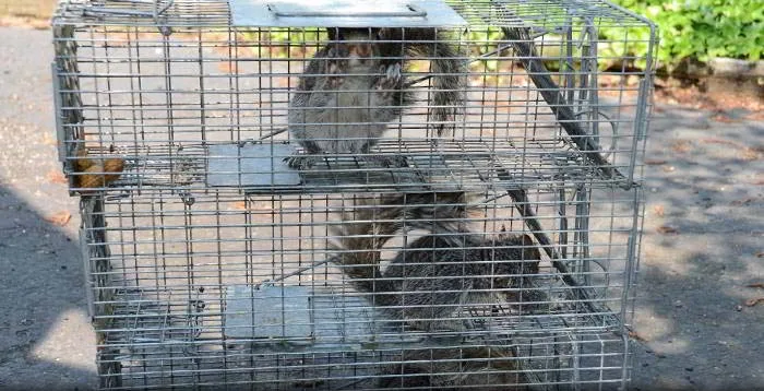 Montgomery PA squirrel trapping