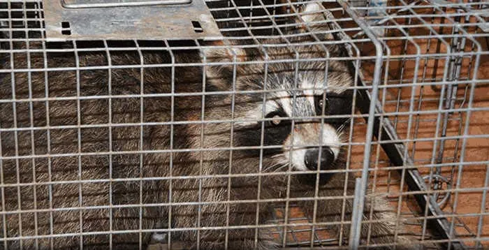 Raccoon-proofing a roofline