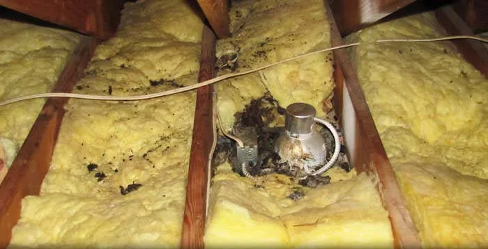 Latrine contamination