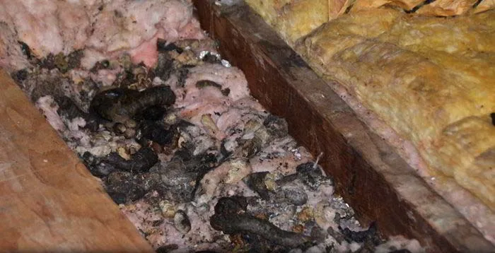 Raccoon attic damage and feces
