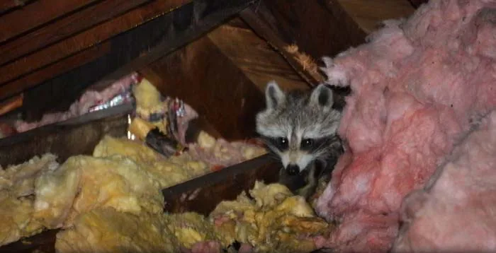 Raccoon in attic