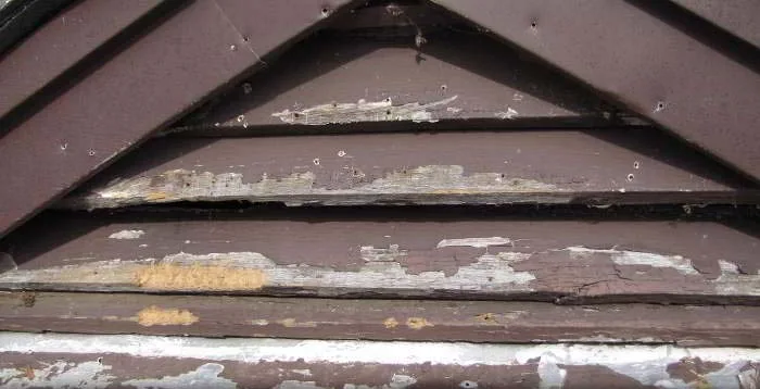 Squirrel chewed louver vent entry