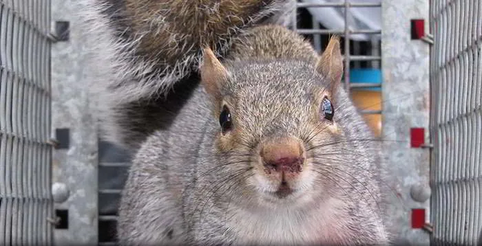 Live-cage squirrel trapping