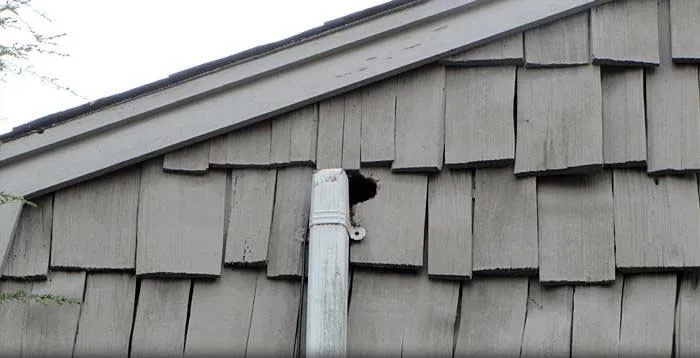 Squirrel damage in attic